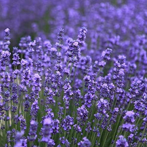 Handmade Soy Wax Candle Inspired by Scotland Lavender Creative Irish Gifts